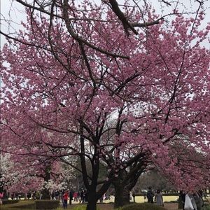 Meet your Posher, Ivy